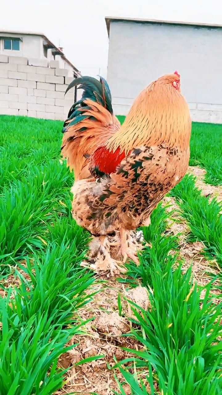 看起来特别雄壮的大公鸡,非常的漂亮!