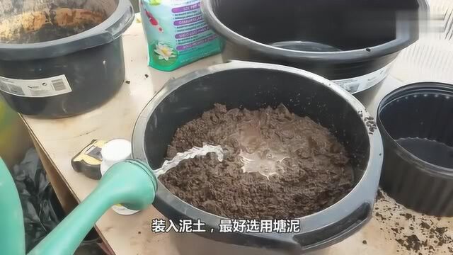 莲藕在家就可以种,方法简单,只需几步就完成