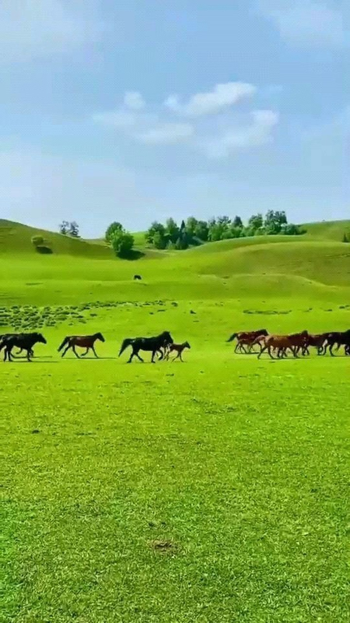 在美丽的季节,邂逅最美丽伊犁那拉提草原