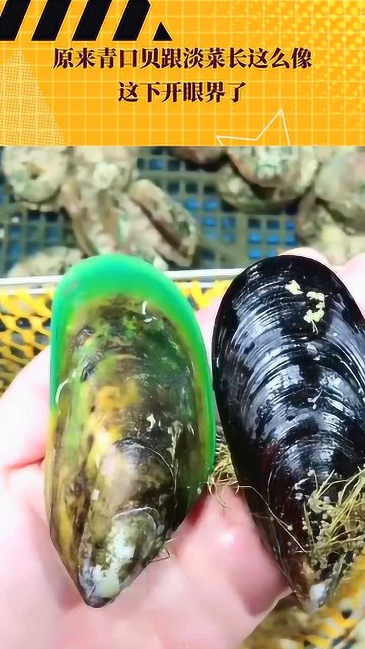 原来青口贝跟淡菜长这么像,这下开眼界了