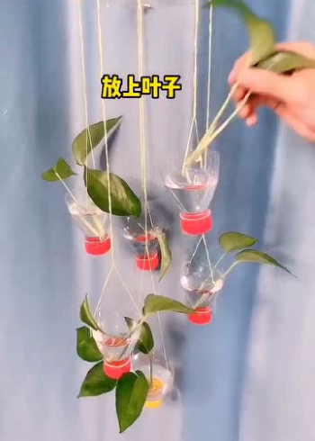 矿泉水瓶做风铃绿萝图片