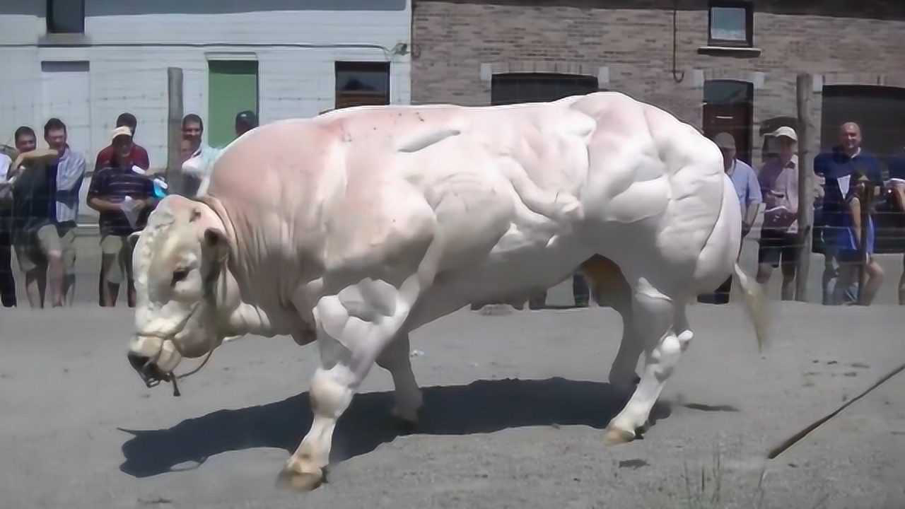 全身都是肌肉的猛牛,堪称牛界施瓦辛格,这莫不是牛魔王原型?