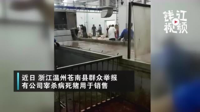 网传温州苍南屠宰病死猪,当地独家回应:并未流入市场正在调查有无犯罪动机