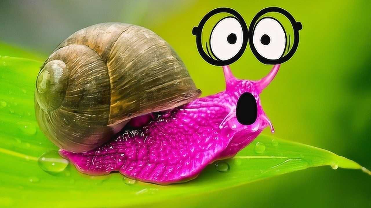 世界上牙齿最多的动物26500颗无可比拟网友竟然是它