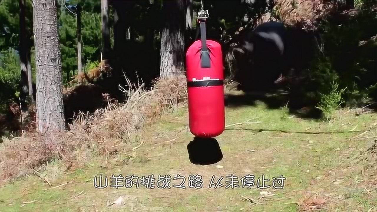 乌龙绞柱教学视频 腾讯网