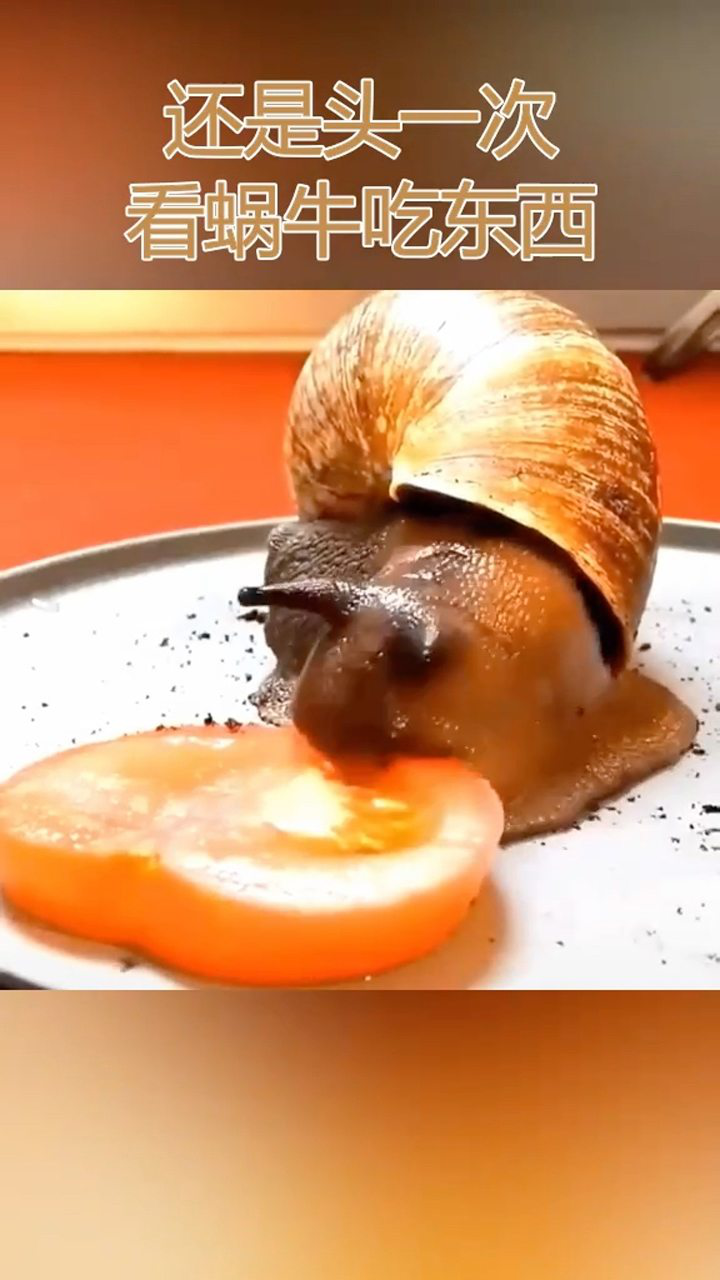 蜗牛吃番茄