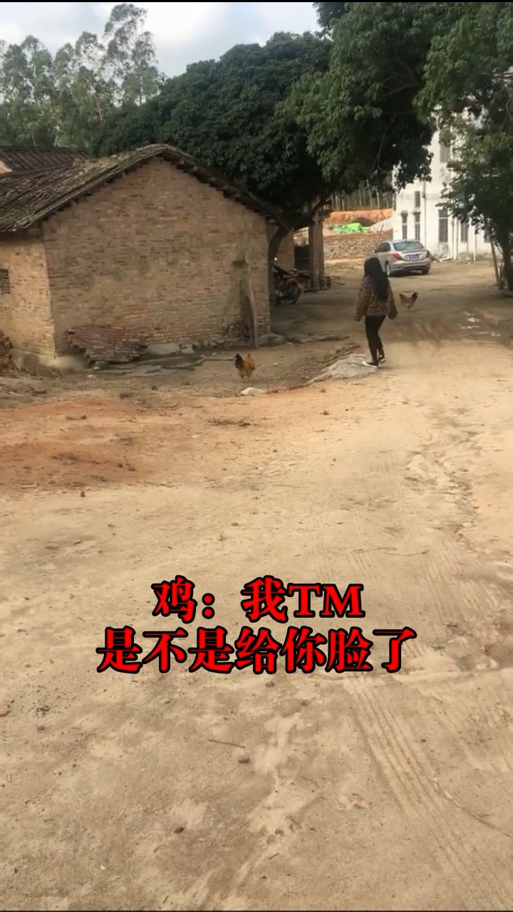 公鸡我是不是给你脸了