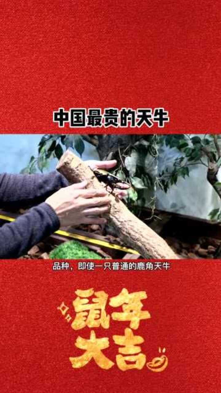 中国最贵的天牛,鹿角天牛,是土豪最喜欢的宠物!