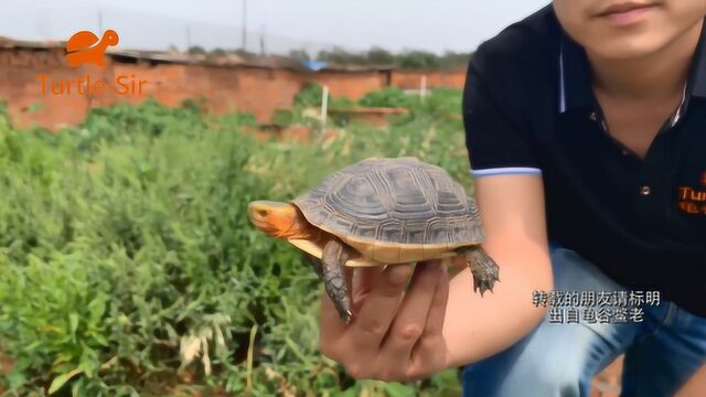 养黄缘龟是否存在一劳永逸的事情,弄个环境不用管龟谷鳖老