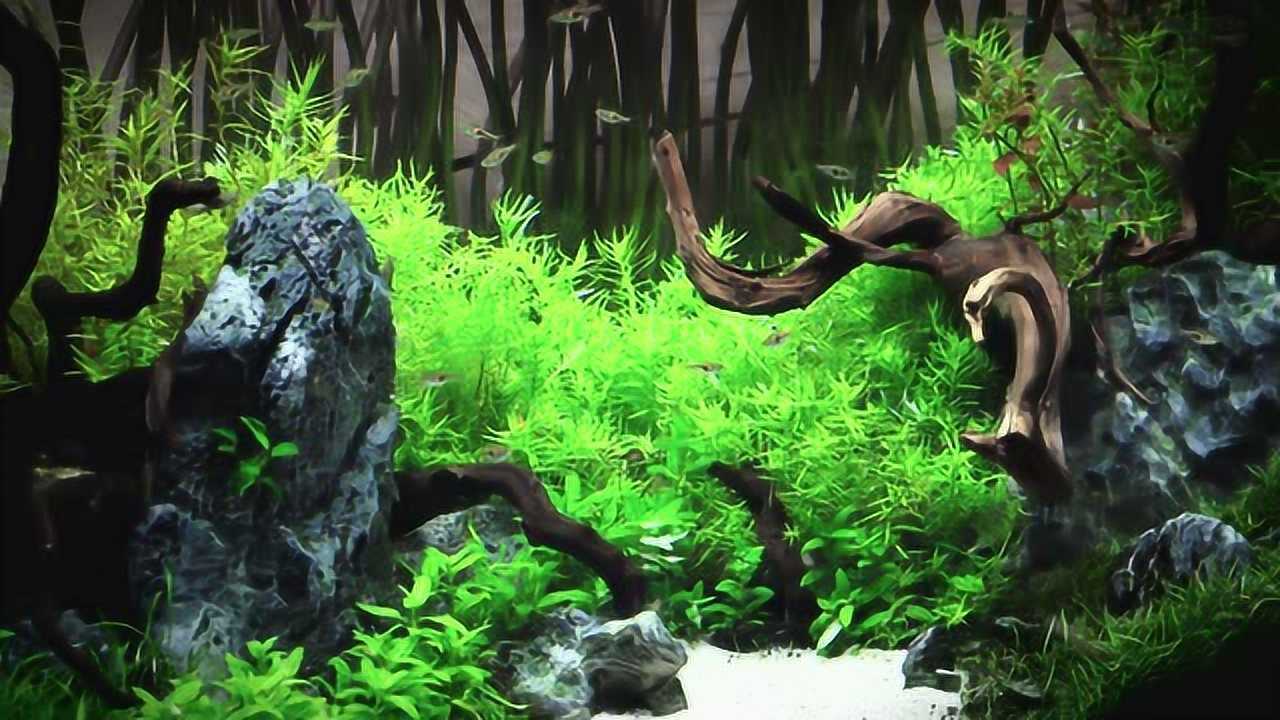 【水族】180升养眼大草缸,下班后坐在这是一种享受 4k画质