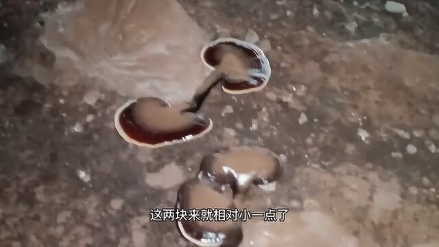 老乡能在广州买房买车,全靠种植这种植物,年收入600000