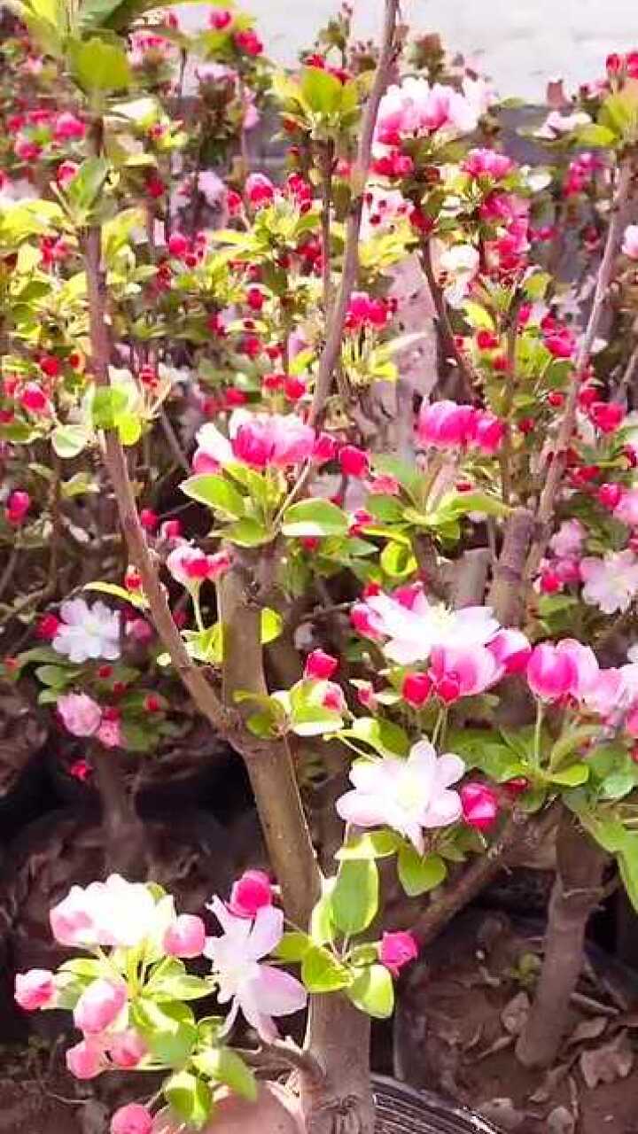 冬红果海棠开花结果