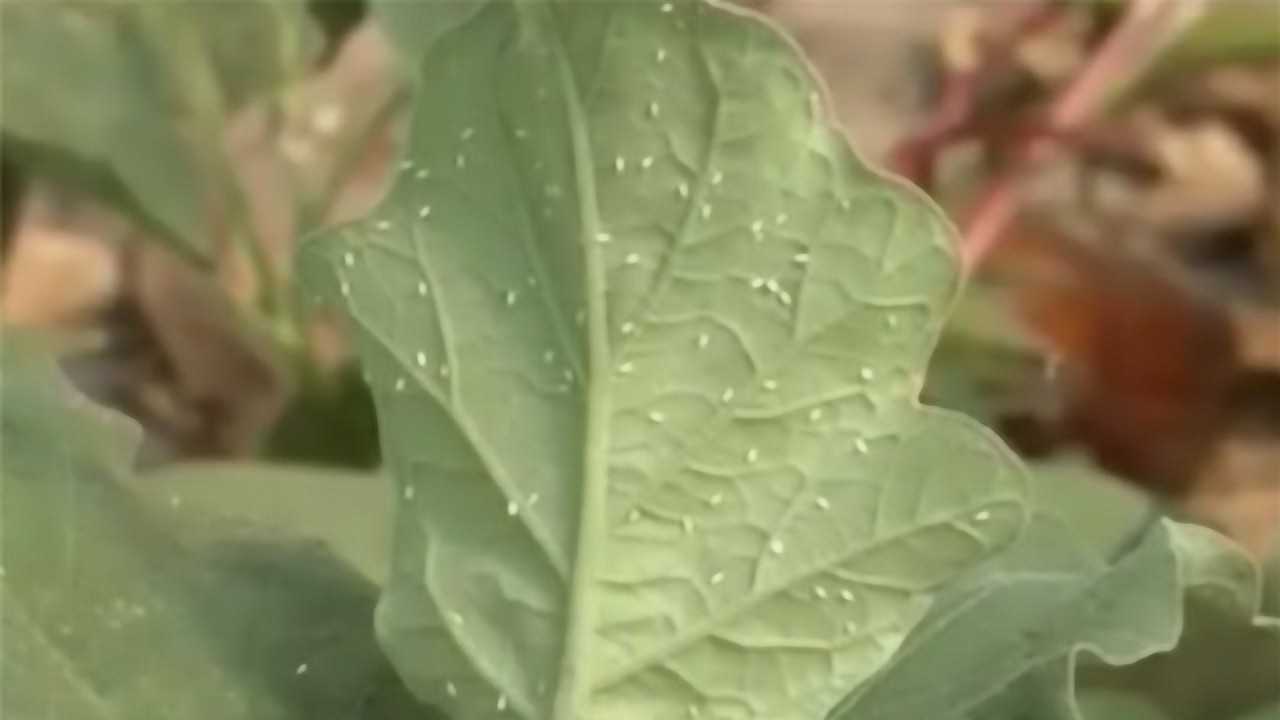 烟粉虱会分泌大量蜜露，影响植物的光合作用，还可以传播病毒病_高清