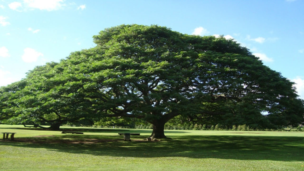 世界上最恐怖的树木全身上下都有剧毒看到它一定要远离