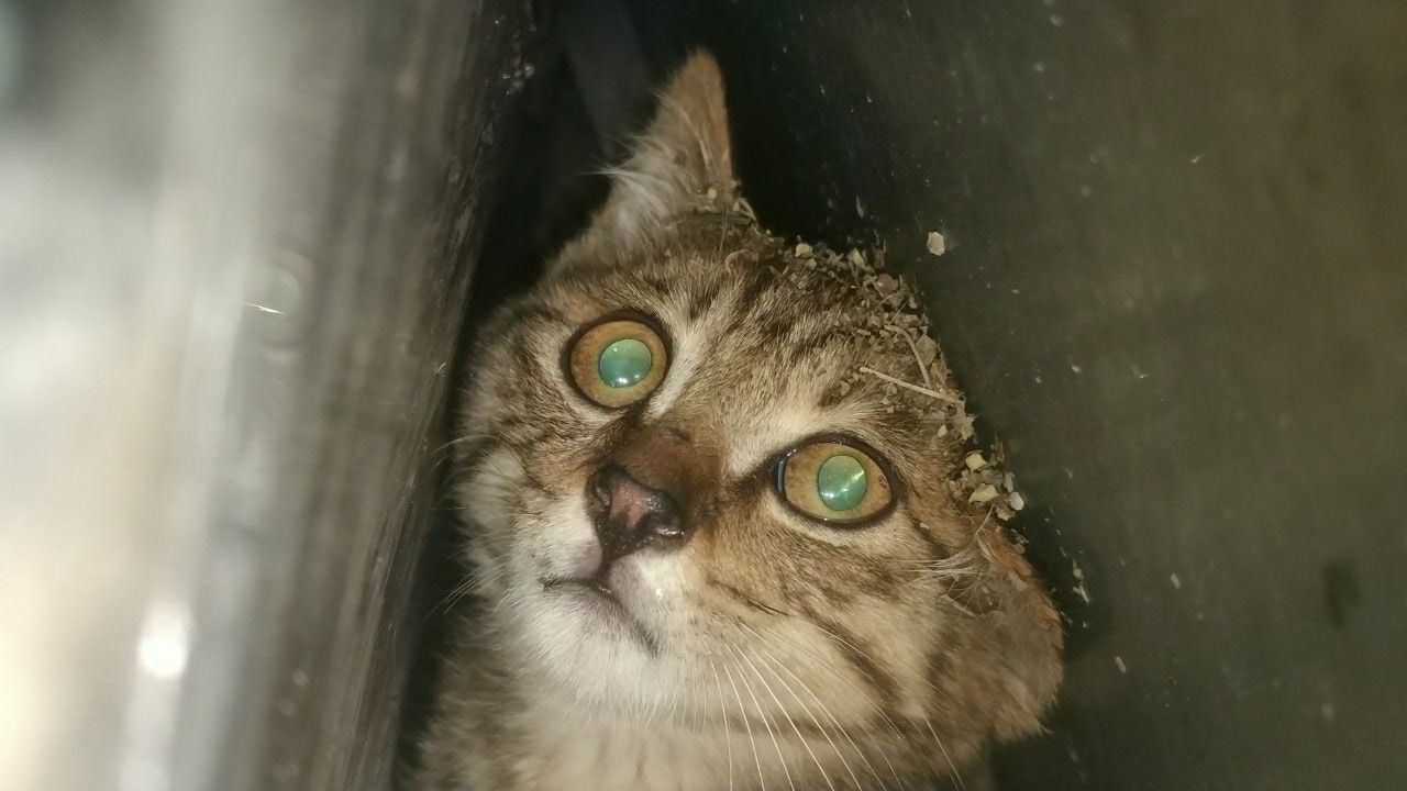 小猫咪被困住了