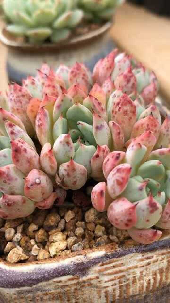 迷之血斑,露养多肉就是漂亮.