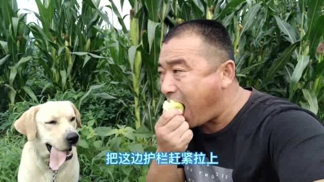 张哥果园的苹果被人偷摘了,不熟的苹果能吃吗?尝一个看看啥味