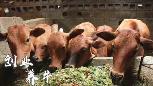 云南农村小牛卖55一公斤，256公斤就花了14000元，大家说值得吗
