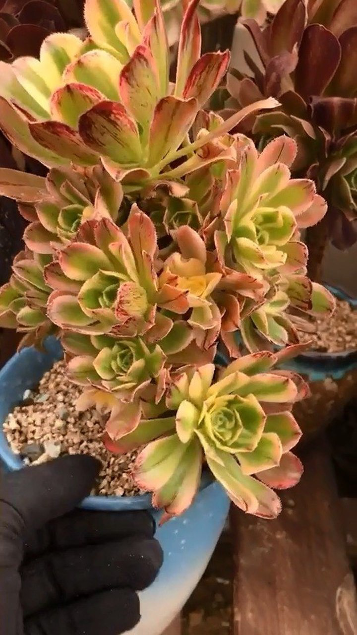 法师扫盲艳日伞,锦化品种,非常好活.