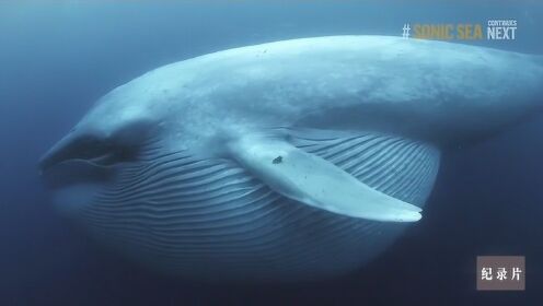 鲸是美丽而非凡的生命！人类有责任保护这么美好的动物！