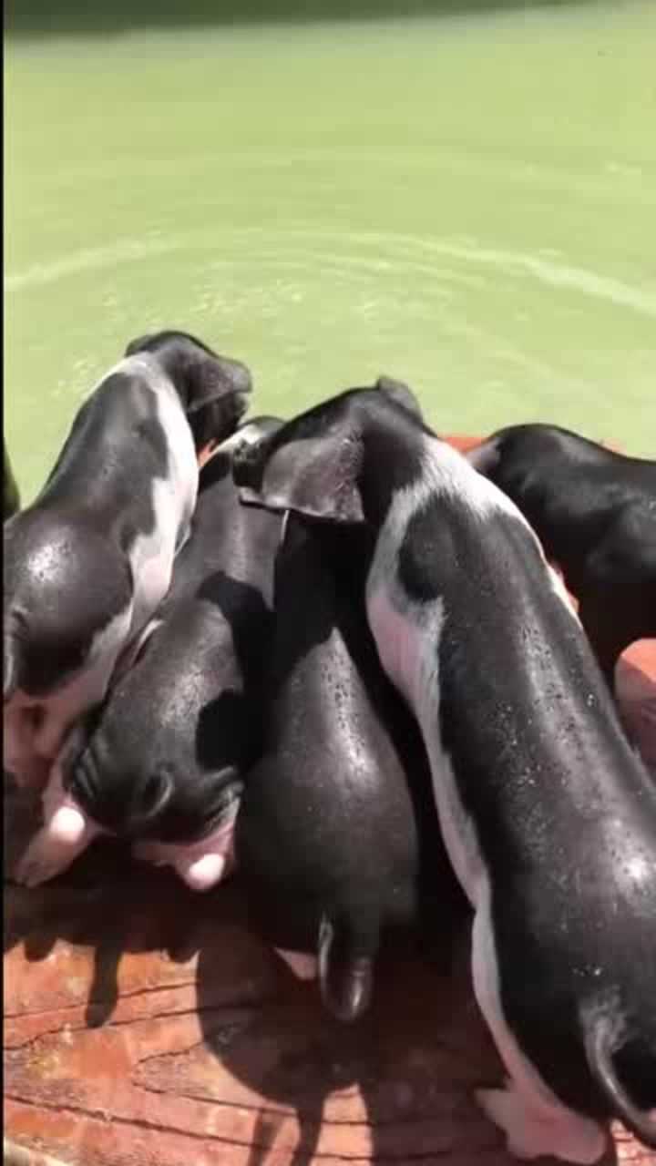 这个视频火了,一堆猪排队洗澡,场面太有趣了!