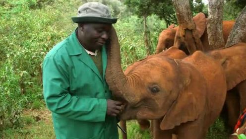 肯尼亚大象孤儿院里的温情一幕！救助伤痛治愈心灵创伤的保育所！