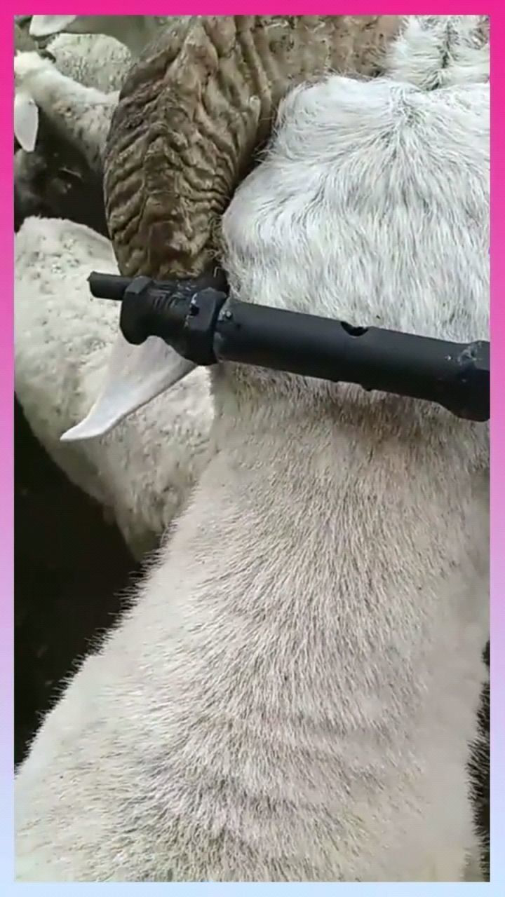 自制羊角矫正器,自然生长不可逆,师傅你还是不懂行啊!