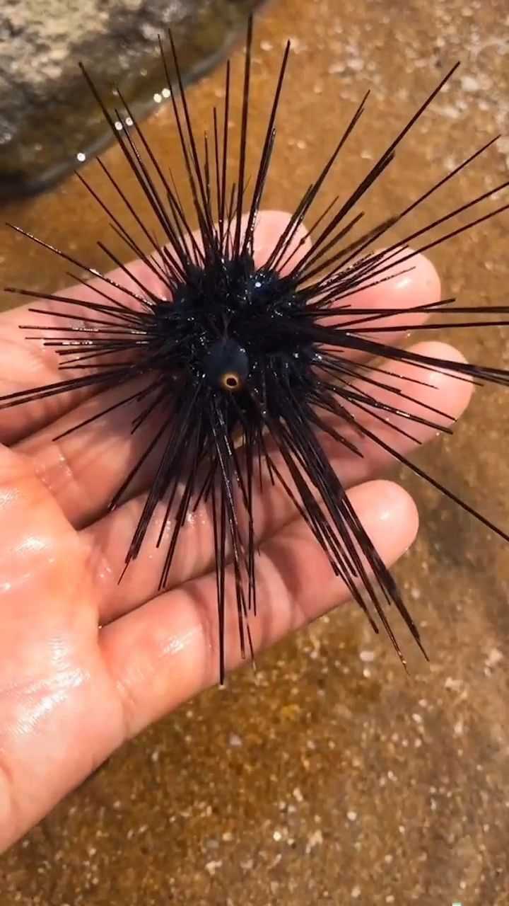 海胆这个刺一定要小心,扎人非常疼