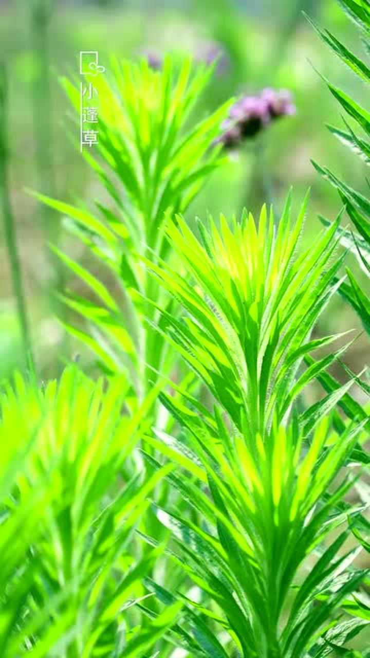 小蓬草,田地里全都是这个,遍地都是!