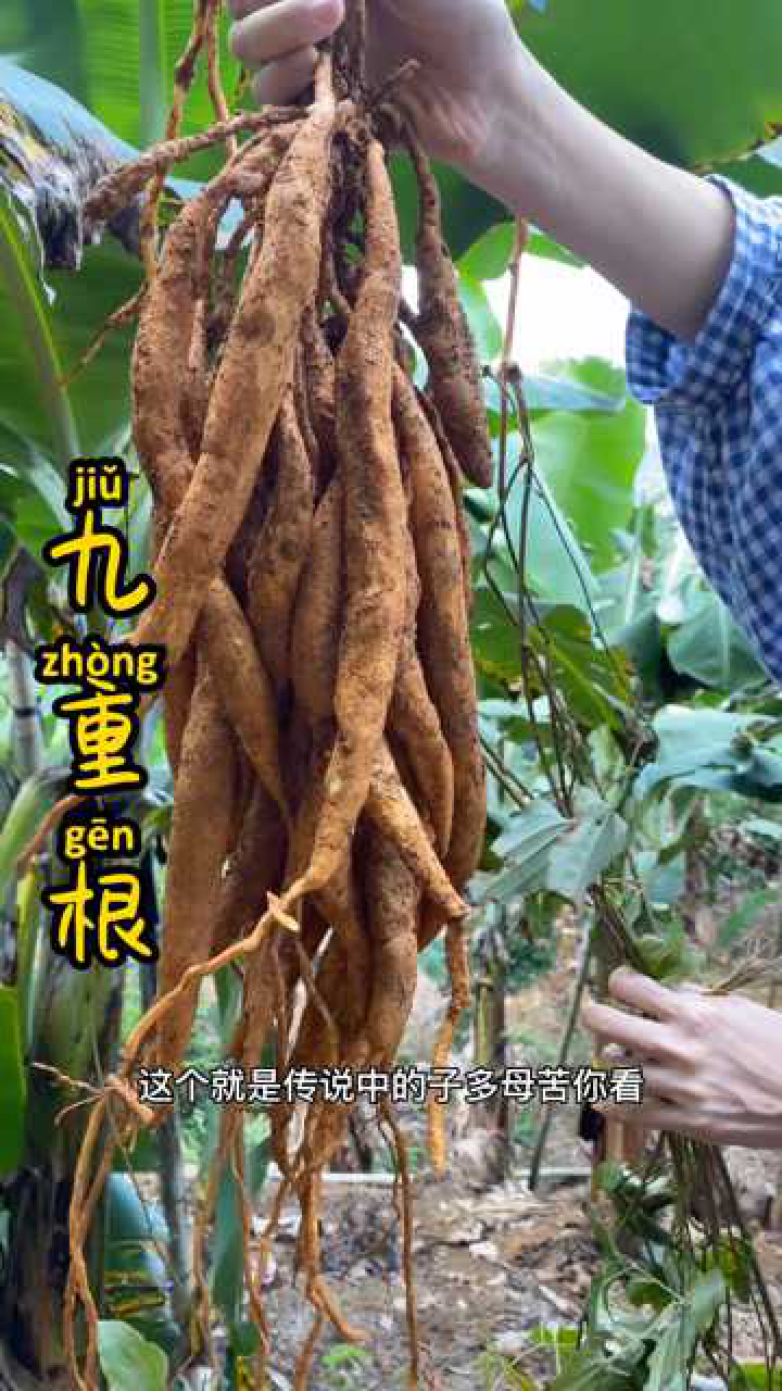 据说有百条根所以叫百部