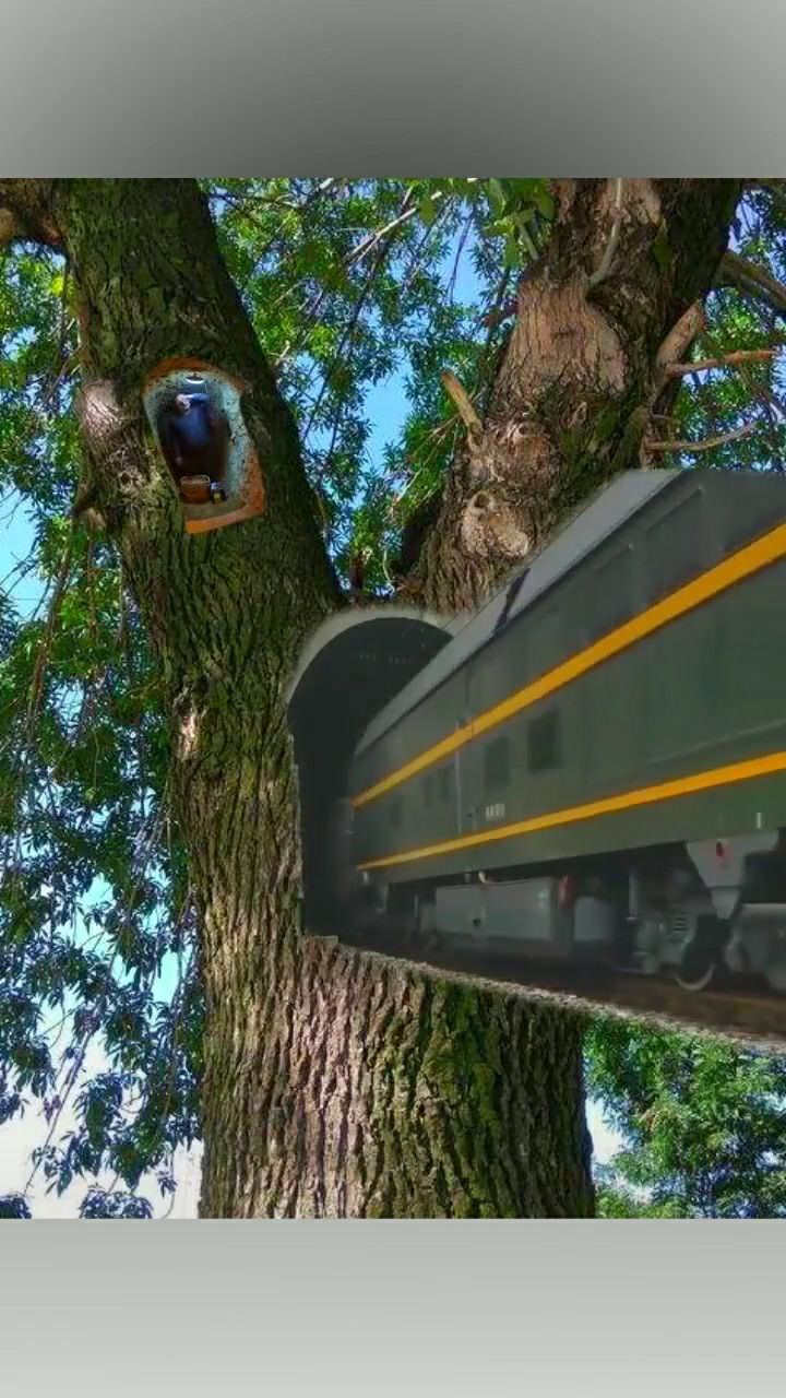 树洞也能过火车这是真的你看了就会知道