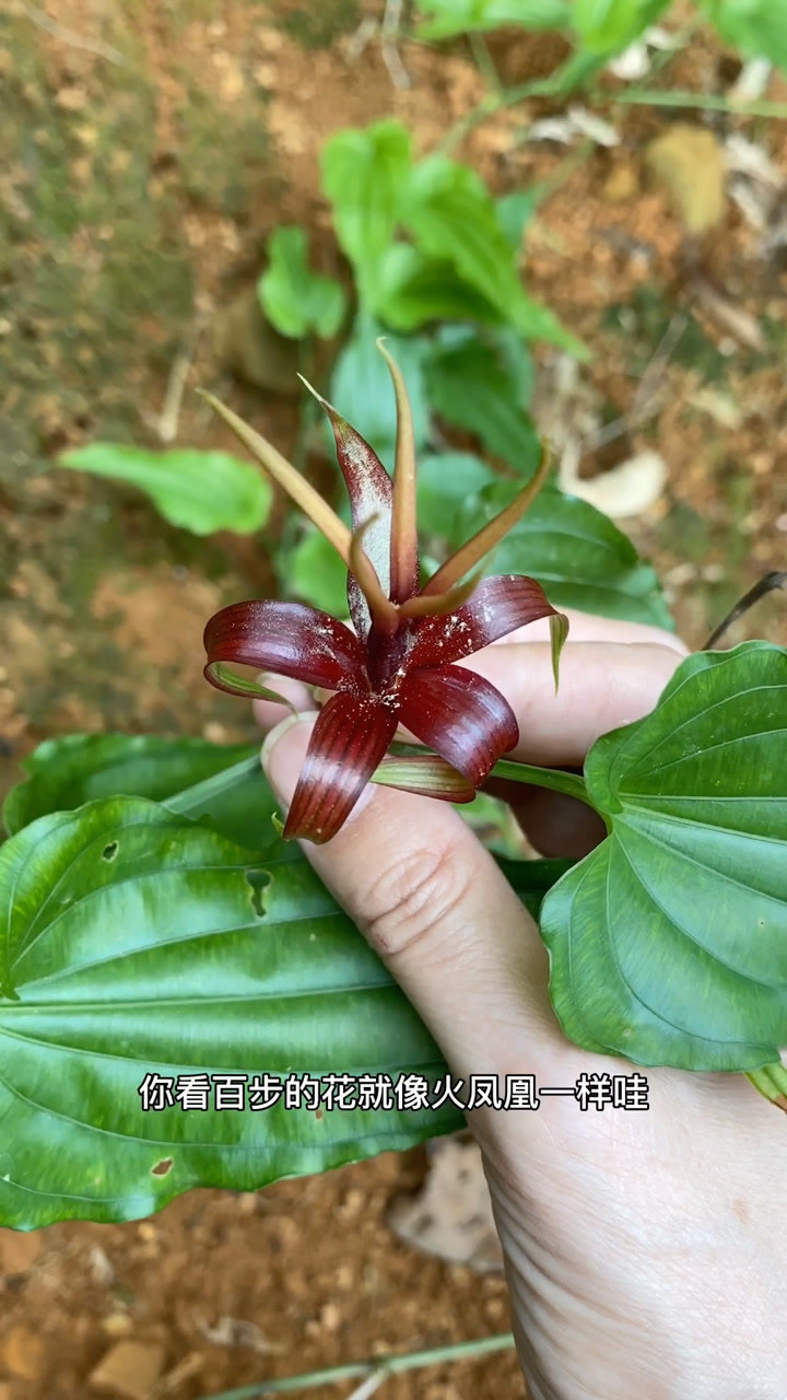 红花百部有什么作用图片