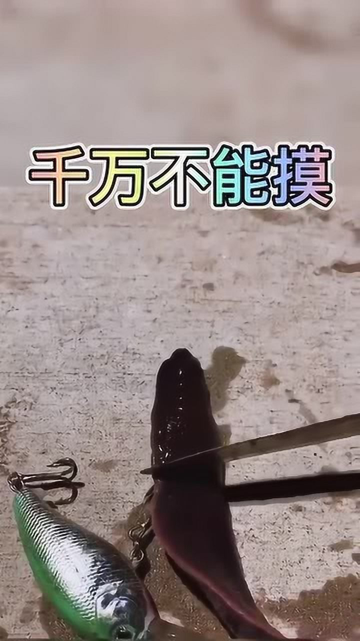 钓上一只枝吻纽虫,还会释放暗器,幸亏躲闪及时!