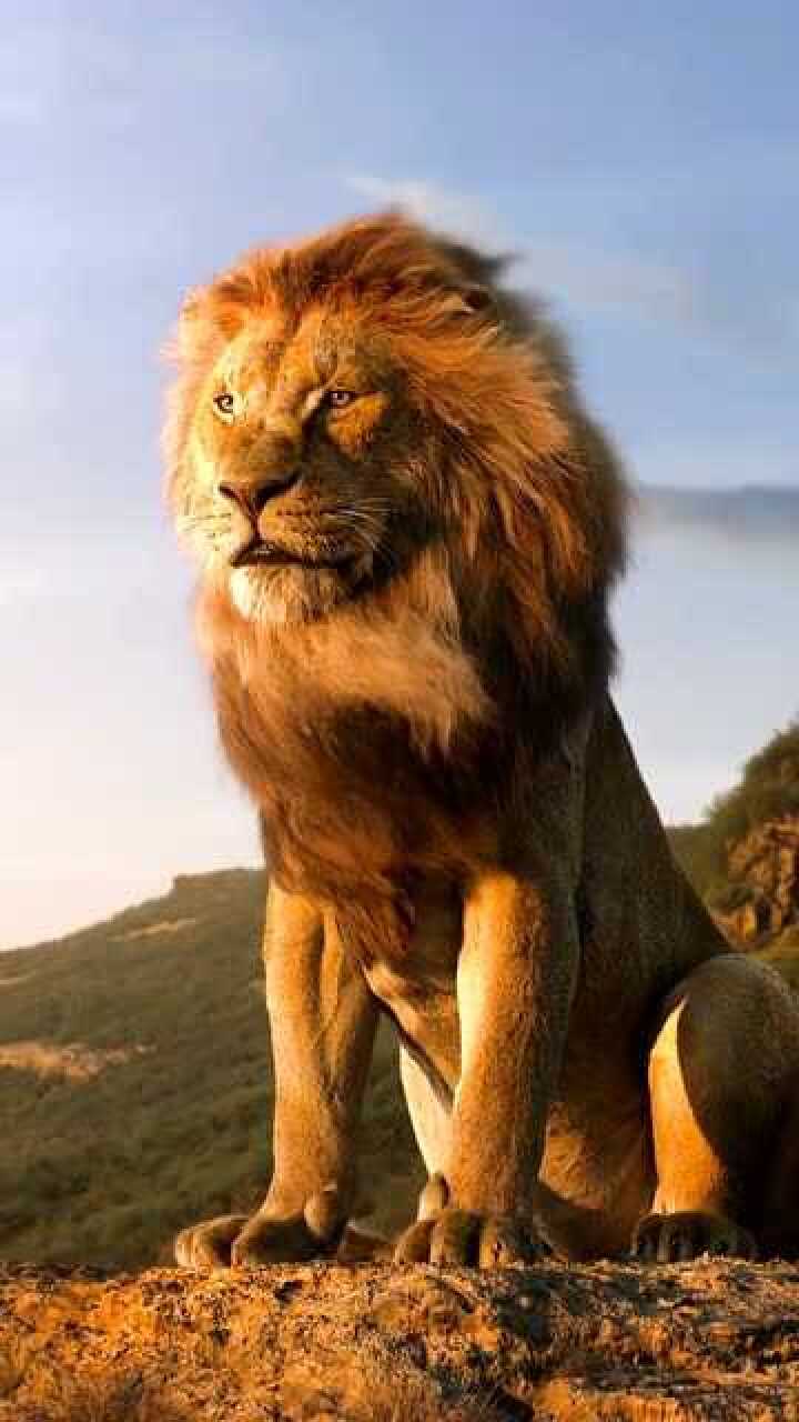 狮子王的气质
