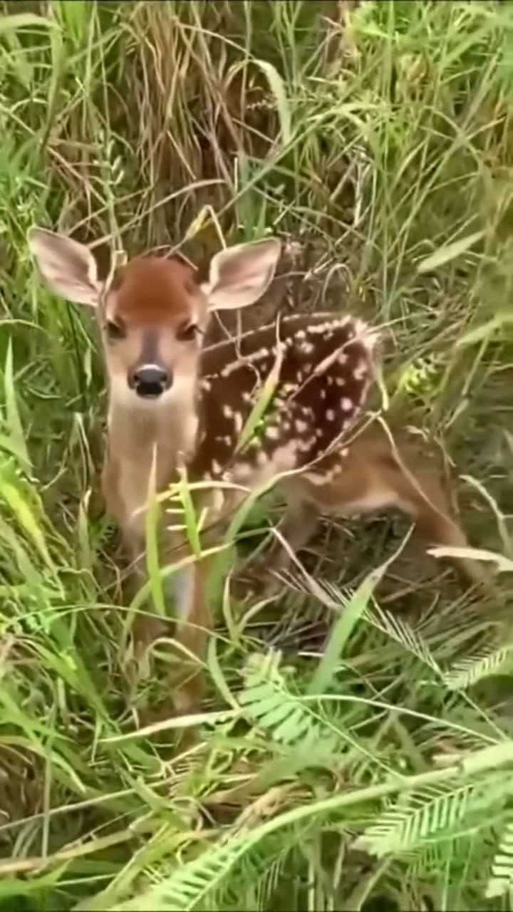 小梅花鹿,这叫声好萌啊
