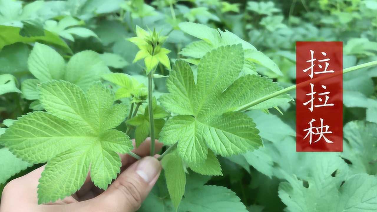 農村不值錢的拉拉秧煮水泡腳厲害了快看下對你有幫助嗎