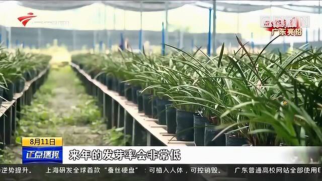 韶关乐昌 花中君子“硬核”助力脱贫增收