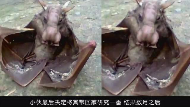 小伙野外发现“怪异生物”,蝙蝠的身体却长着猪脸,网友:变异了