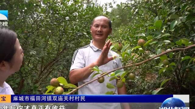 大山人自己的小康交响曲!一起看看大别山的村民们如何脱贫致富?