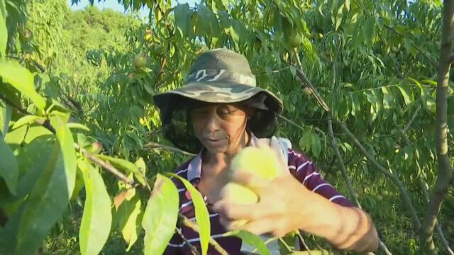 (电视通稿ⷥ›𝥆…ⷧ侤𜚩湖南武冈:脱贫生活比蜜桃甜