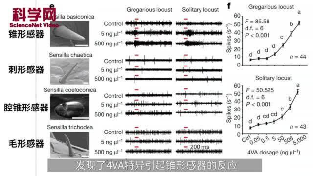 Nature | 康乐院士团队揭示蝗虫聚群成灾的奥秘