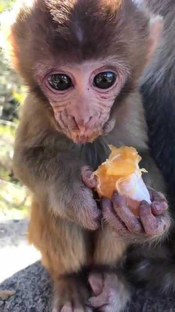 小猴子真可爱有没有感觉小猴子的眼睛很像外星人