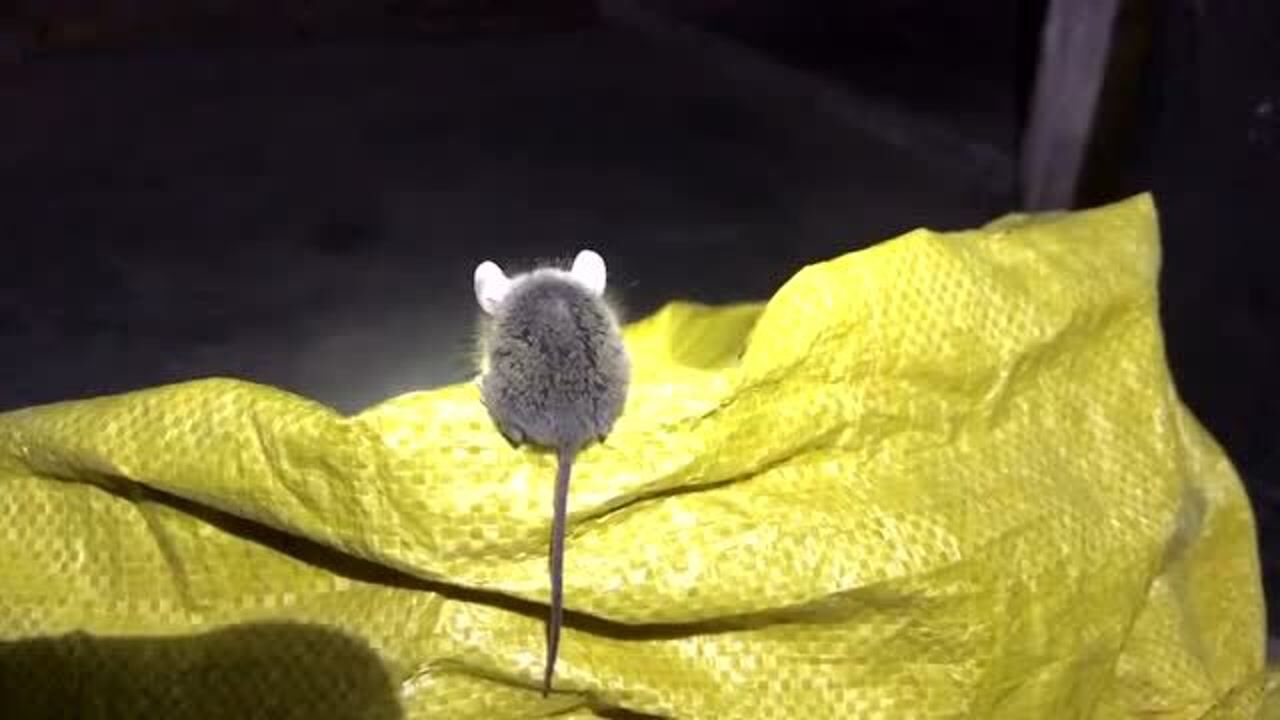 北方的小老鼠也太可爱了吧!我们南方的老鼠连猫都怕!