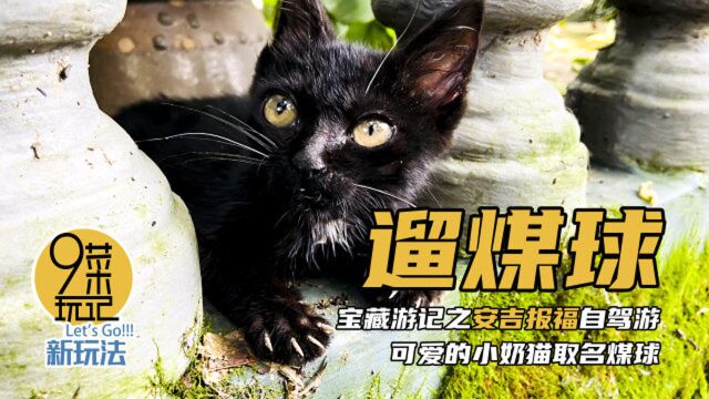 安吉木澜园民宿未来的黑猫警长,人见人爱的小奶猫,取名“煤球”