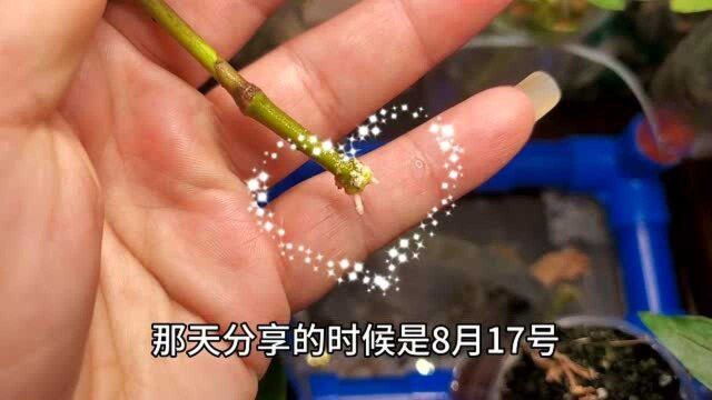 随时扦插,十天就能长根的神器,桌面鱼菜共生系统栀子花扦插