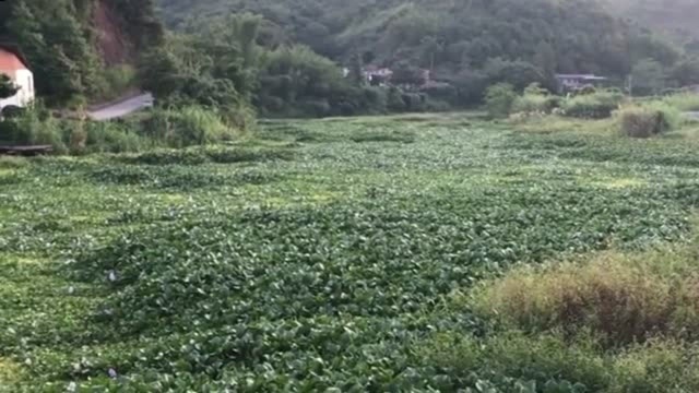 广东梅州一河道被植物覆盖,开的花真漂亮,大家见过吗