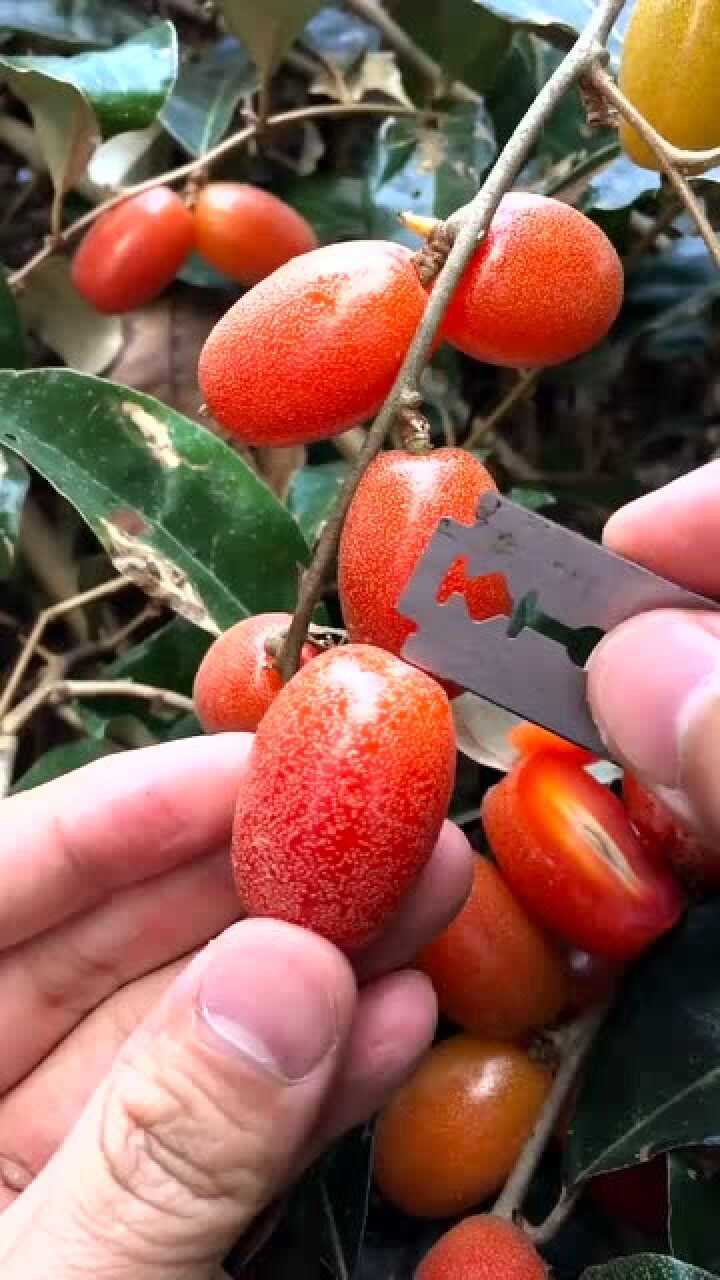 这就是传说中羊奶果一刀切下去傻眼了这得多少钱一斤啊