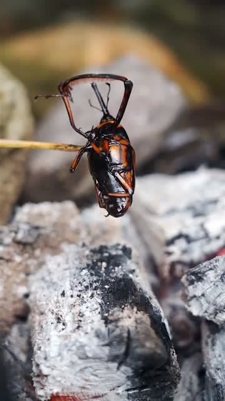 捉只笋子虫做烧烤,焦香四溢,一口一个真过瘾