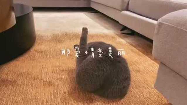 30岁后千万别养猫,会孤独一辈子,猫的寿命只有14年,也要比人的情意长