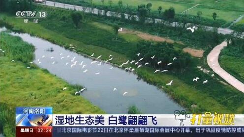 河南洛阳湿地生态美，白鹭翩翩飞|新闻直播间